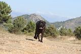 CANE CORSO 110